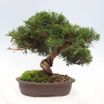 Vonkajší bonsai - Juniperus chinensis Itoigawa-Jalovec čínsky - 3