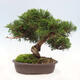 Vonkajší bonsai - Juniperus chinensis Itoigawa-Jalovec čínsky - 3/5