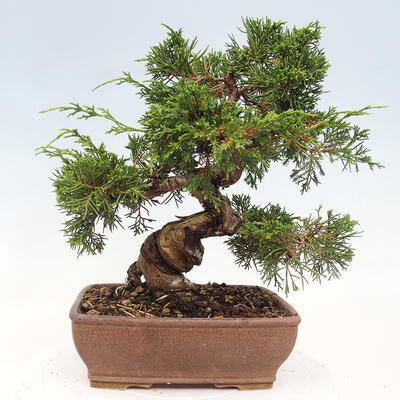 Vonkajší bonsai - Juniperus chinensis Itoigawa-Jalovec čínsky - 3