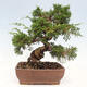 Vonkajší bonsai - Juniperus chinensis Itoigawa-Jalovec čínsky - 3/5