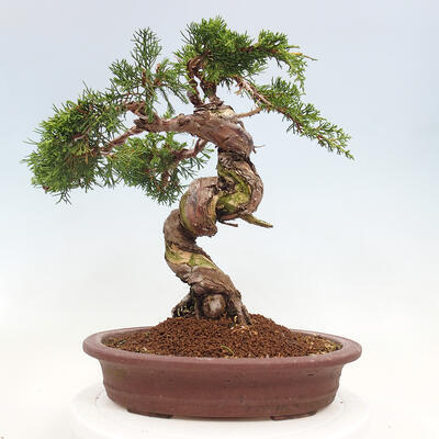 Vonkajší bonsai - Juniperus chinensis Itoigawa-Jalovec čínsky - 3