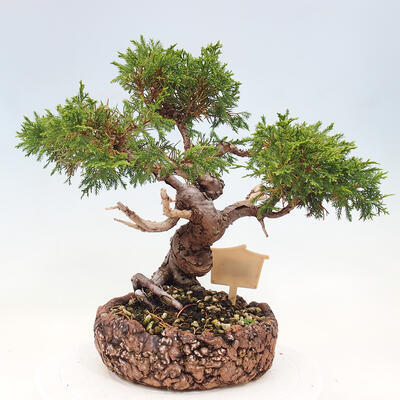 Vonkajší bonsai - Juniperus chinensis Itoigawa-Jalovec čínsky - 3