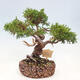 Vonkajší bonsai - Juniperus chinensis Itoigawa-Jalovec čínsky - 3/4