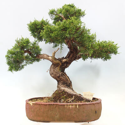 Vonkajší bonsai - Juniperus chinensis Itoigawa-Jalovec čínsky - 3