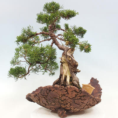 Vonkajší bonsai - Juniperus chinensis Kishu -Jalovec čínsky - 3