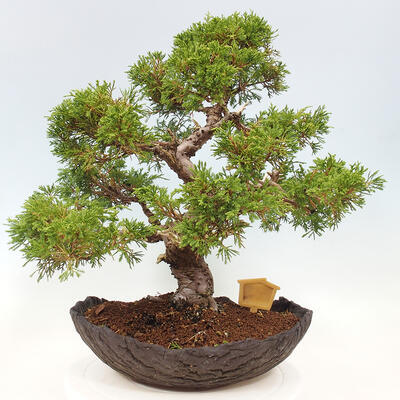 Vonkajší bonsai - Juniperus chinensis Kishu -Jalovec čínsky - 3