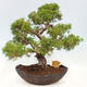 Vonkajší bonsai - Juniperus chinensis Kishu -Jalovec čínsky - 3/5