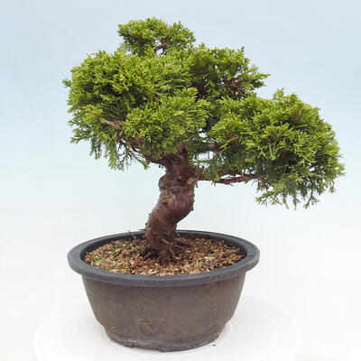 Vonkajší bonsai - Juniperus chinensis Itoigawa -Jalovec čínsky - 3