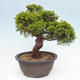 Vonkajší bonsai - Juniperus chinensis Itoigawa -Jalovec čínsky - 3/4