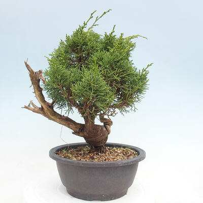 Vonkajší bonsai - Juniperus chinensis Itoigawa -Jalovec čínsky - 3