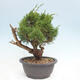 Vonkajší bonsai - Juniperus chinensis Itoigawa -Jalovec čínsky - 3/5