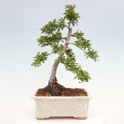 Vonkajší bonsai - Pyracantha tetón - Hlohyňa šarlátová - 3