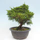 Vonkajší bonsai - Juniperus chinensis Itoigawa -Jalovec čínsky - 3/4