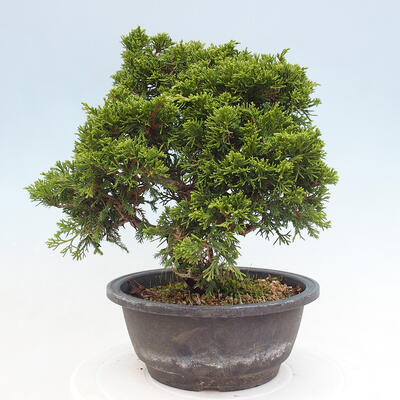 Vonkajší bonsai - Juniperus chinensis Itoigawa -Jalovec čínsky - 3