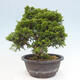 Vonkajší bonsai - Juniperus chinensis Itoigawa -Jalovec čínsky - 3/4