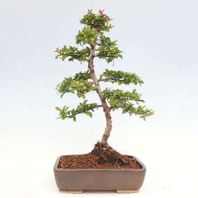 Vonkajší bonsai - Pyracantha tetón - Hlohyňa šarlátová - 3