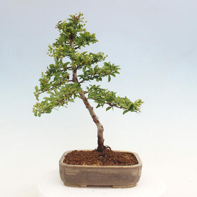 Vonkajší bonsai - Pyracantha tetón - Hlohyňa šarlátová - 3