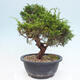 Vonkajší bonsai - Juniperus chinensis Itoigawa -Jalovec čínsky - 3/4