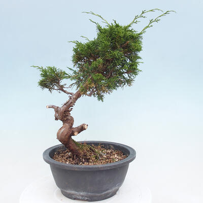 Vonkajší bonsai - Juniperus chinensis Itoigawa -Jalovec čínsky - 3