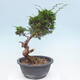 Vonkajší bonsai - Juniperus chinensis Itoigawa -Jalovec čínsky - 3/4