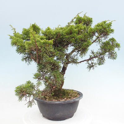 Vonkajší bonsai - Juniperus chinensis Itoigawa -Jalovec čínsky - 3