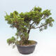 Vonkajší bonsai - Juniperus chinensis Itoigawa -Jalovec čínsky - 3/4