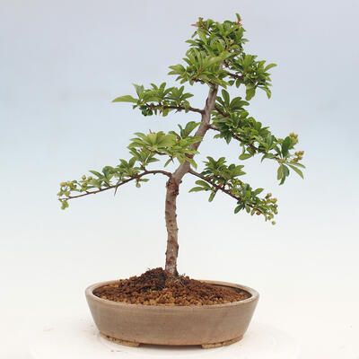 Vonkajší bonsai - Pyracantha tetón - Hlohyňa šarlátová - 3