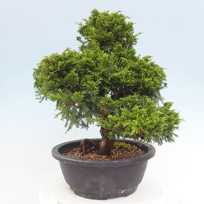 Vonkajší bonsai - Juniperus chinensis Itoigawa -Jalovec čínsky - 3