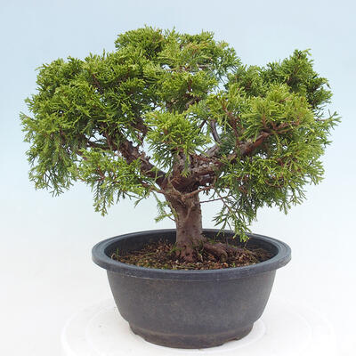 Vonkajší bonsai - Juniperus chinensis Itoigawa -Jalovec čínsky - 3