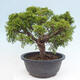 Vonkajší bonsai - Juniperus chinensis Itoigawa -Jalovec čínsky - 3/4