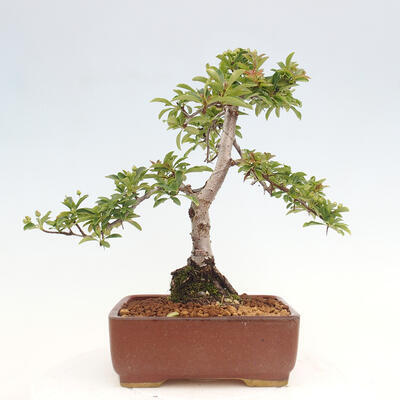 Vonkajší bonsai - Pyracantha tetón - Hlohyňa šarlátová - 3