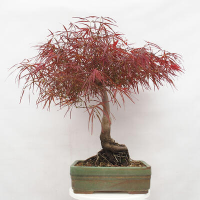 Vonkajší bonsai - Javor dlanitolistý - Acer palmatum RED PYGMY - 3