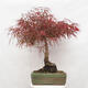 Vonkajší bonsai - Javor dlanitolistý - Acer palmatum RED PYGMY - 3/6