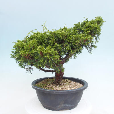 Vonkajší bonsai - Juniperus chinensis Itoigawa -Jalovec čínsky - 3