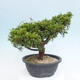 Vonkajší bonsai - Juniperus chinensis Itoigawa -Jalovec čínsky - 3/4