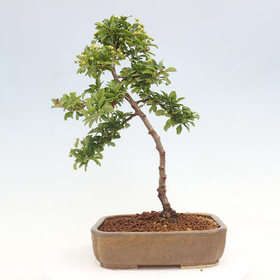 Vonkajší bonsai - Pyracantha tetón - Hlohyňa šarlátová - 3