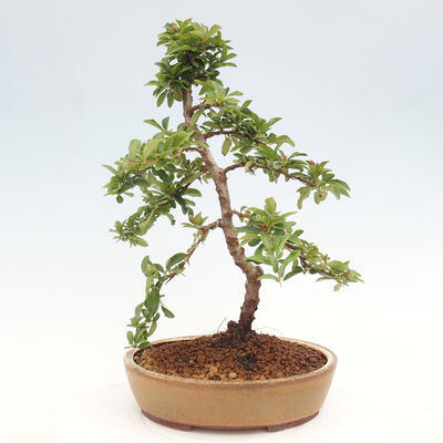 Vonkajší bonsai - Pyracantha tetón - Hlohyňa šarlátová - 3