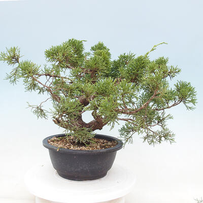 Vonkajší bonsai - Juniperus chinensis Itoigawa -Jalovec čínsky - 3