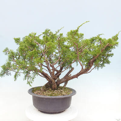 Vonkajší bonsai - Juniperus chinensis Itoigawa -Jalovec čínsky - 3