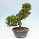 Vonkajší bonsai - Juniperus chinensis Itoigawa -Jalovec čínsky - 3/4