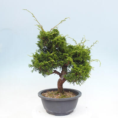 Vonkajší bonsai - Juniperus chinensis Itoigawa -Jalovec čínsky - 3