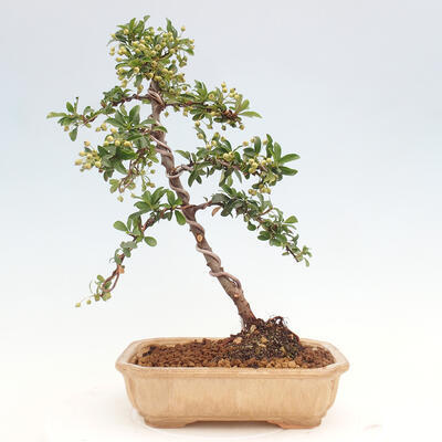 Vonkajší bonsai - Pyracantha tetón - Hlohyňa šarlátová - 3