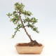 Vonkajší bonsai - Pyracantha tetón - Hlohyňa šarlátová - 3/7