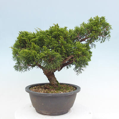 Vonkajší bonsai - Juniperus chinensis Itoigawa -Jalovec čínsky - 3