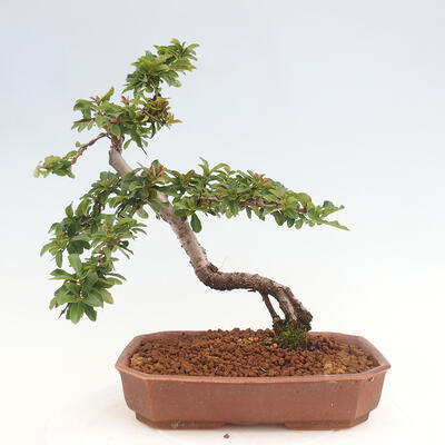 Vonkajší bonsai - Pyracantha tetón - Hlohyňa šarlátová - 3