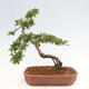 Vonkajší bonsai - Pyracantha tetón - Hlohyňa šarlátová - 3/7