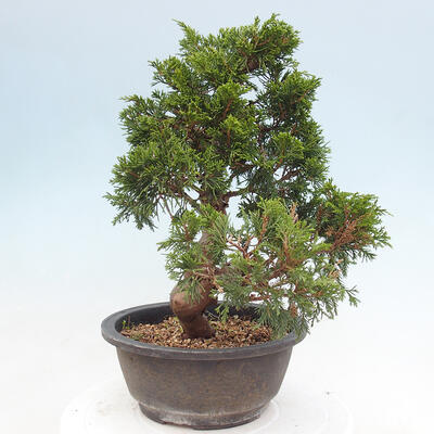 Vonkajší bonsai - Juniperus chinensis Itoigawa -Jalovec čínsky - 3