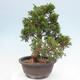 Vonkajší bonsai - Juniperus chinensis Itoigawa -Jalovec čínsky - 3/4