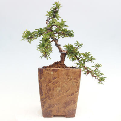 Vonkajší bonsai - Pyracantha tetón - Hlohyňa šarlátová - 3