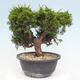 Vonkajší bonsai - Juniperus chinensis Itoigawa -Jalovec čínsky - 3/4